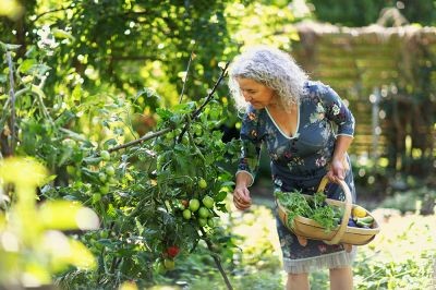 Senior-woman-harvesting-vegetable-in-her-garden